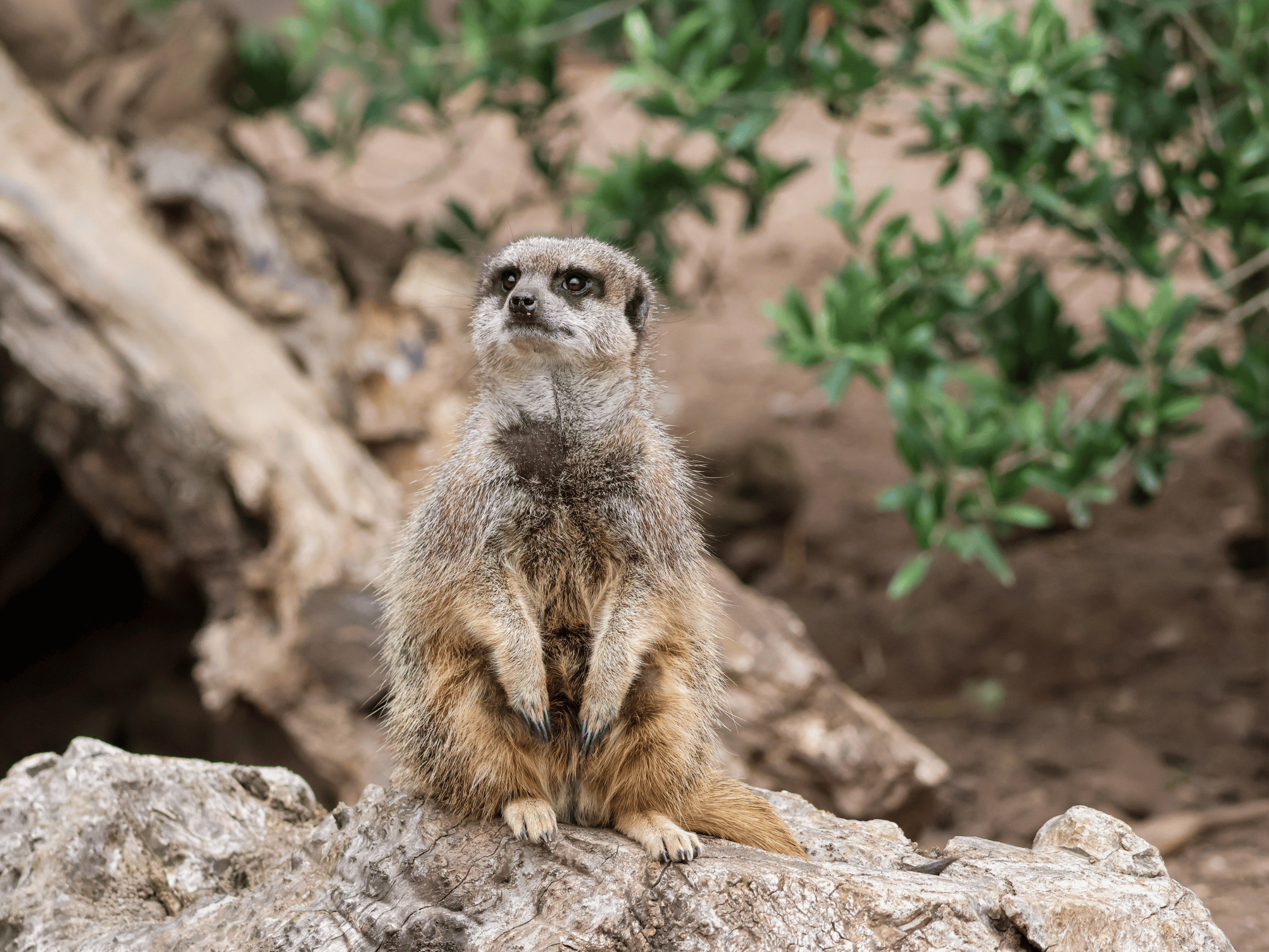Meerkat