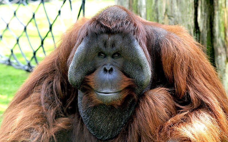 Orangutan Adpot