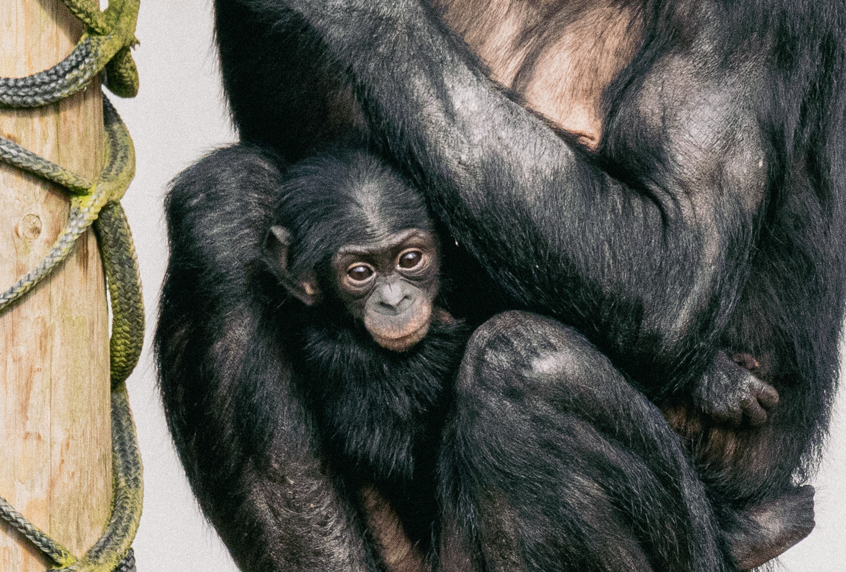 Twycross Zoo © 25.03.26 Bonobos Enjoy NEW Outdoor Habitat 2