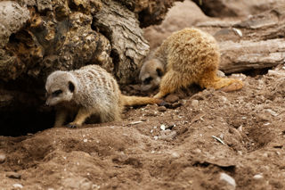 Meerkats digging - June 2022
