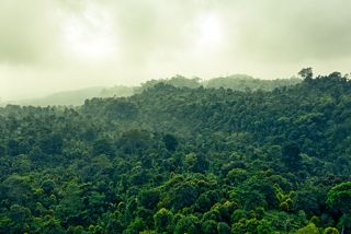 Conservation Strategy Goal Two Image - Rainforest Canopy