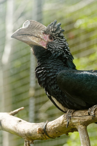 Silvery Cheeked hornbill portrait - March 2023