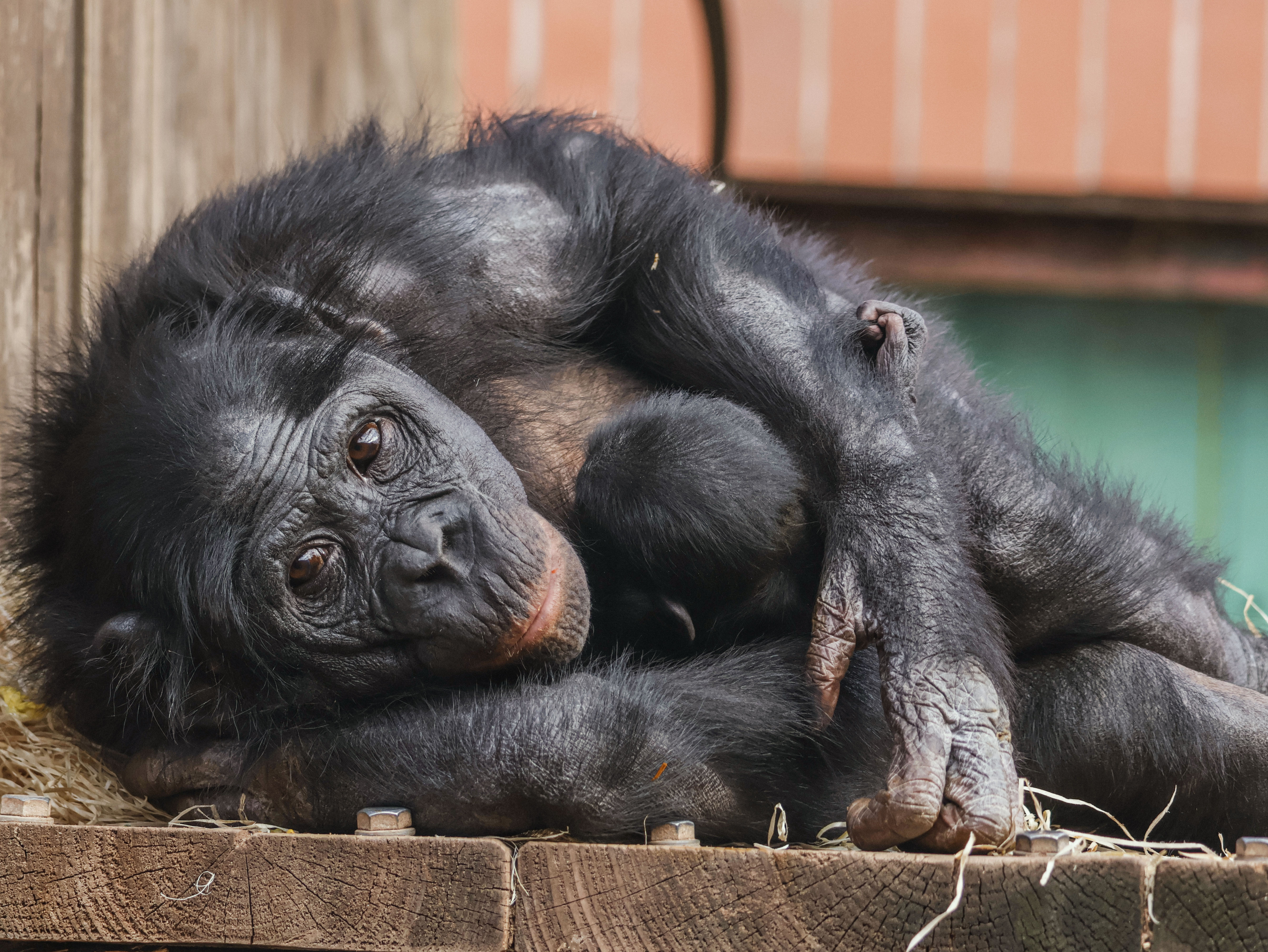 Twycross Zoo S Baby Bonobo September 2025 © Adam Kay1