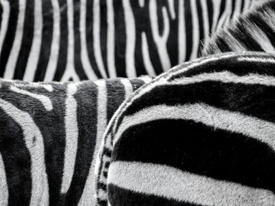 Close Up Zebra Prints BW Scaled