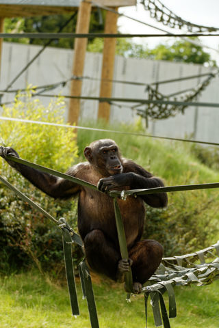 Chimpanzee climbing outside in Chimp Eden - June 2021