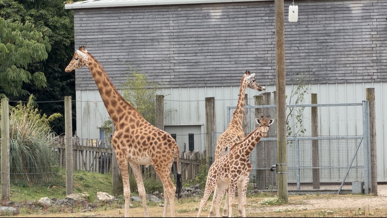 07.2026 Giraffe Herd © Twycross Zoo (1)