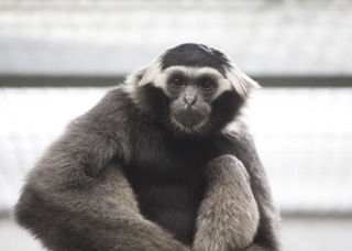Twycross Zoo Pileated Gibbon
