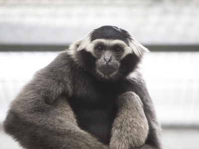 Twycross Zoo Pileated Gibbon
