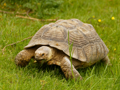 Twycross Zoo African Spurred Tortoise