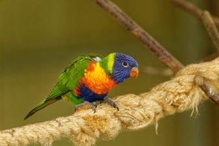 Twycross Zoo Lorikeet