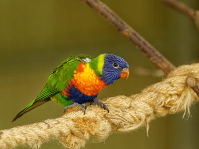 Twycross Zoo Lorikeet