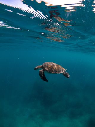 Conservation Strategy Goal Six Image - Turtle in ocean