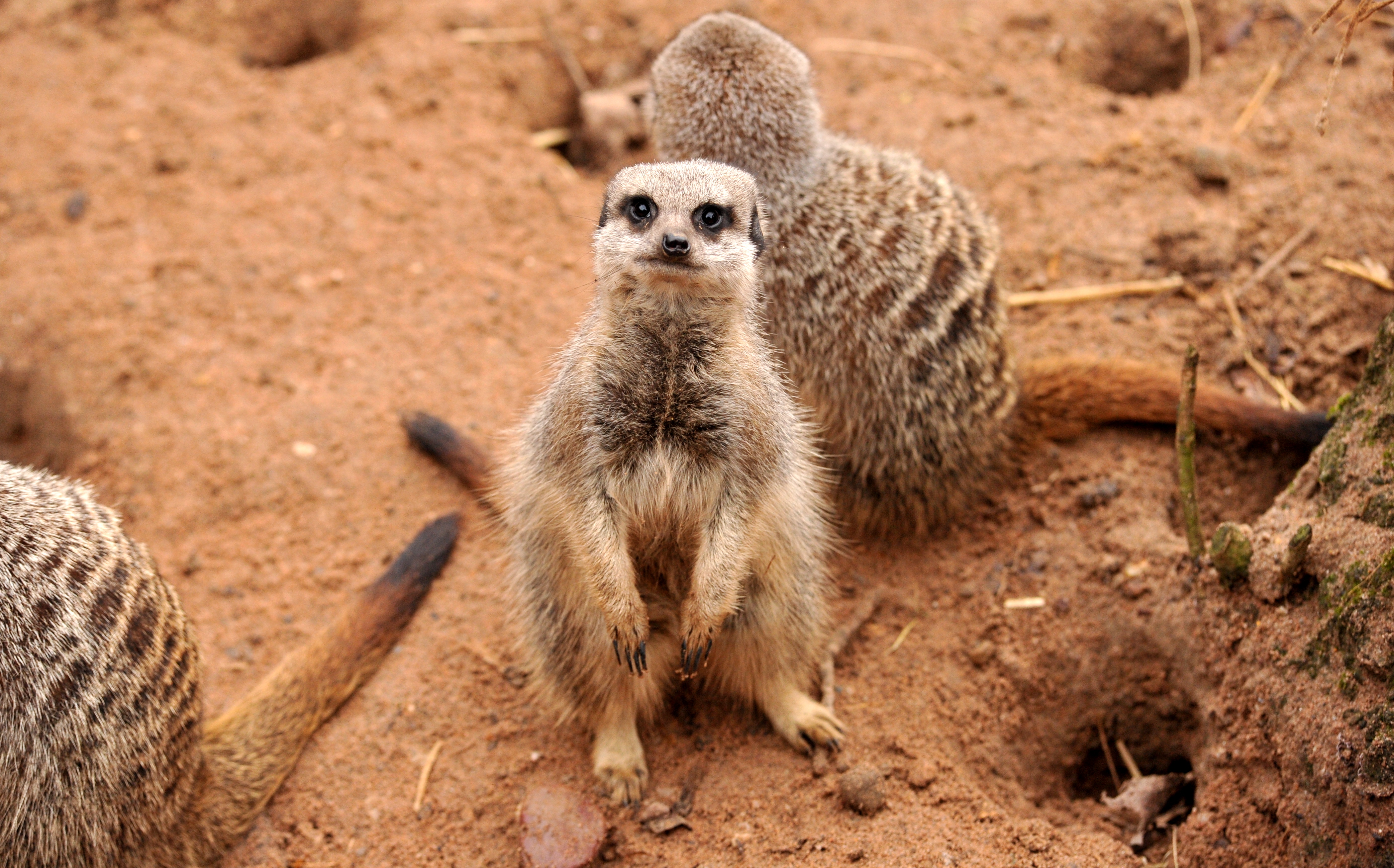 Meerkats - 2015