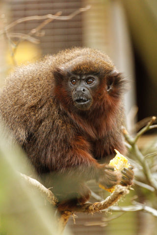 monkey staring away|TikTok Search