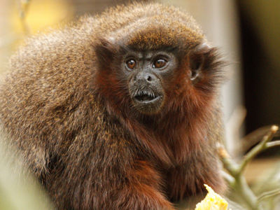 Twycross Zoo Red Titi Monkey
