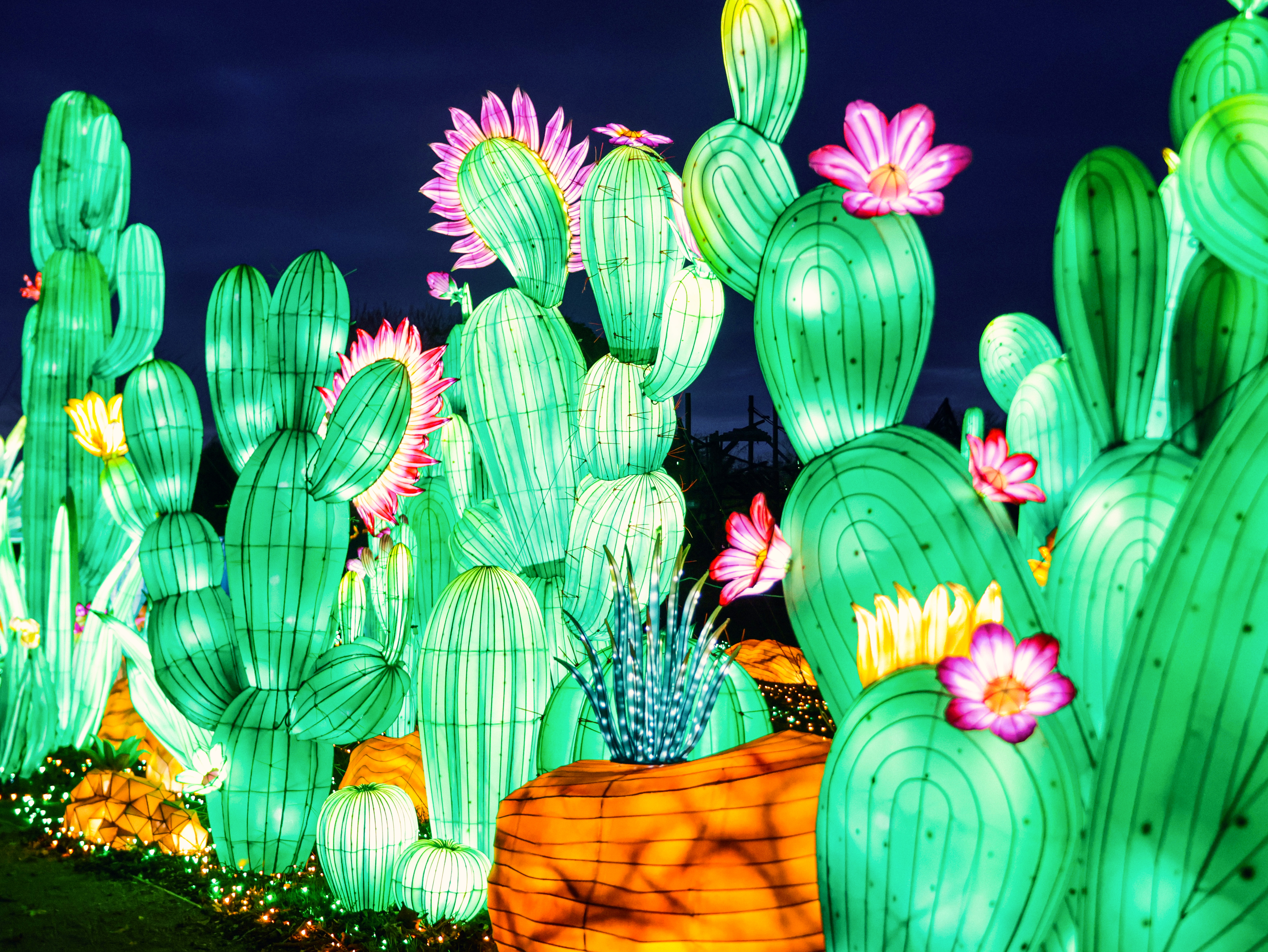 Twycross Zoo LOTW2025 Desert Lands 2 (1)