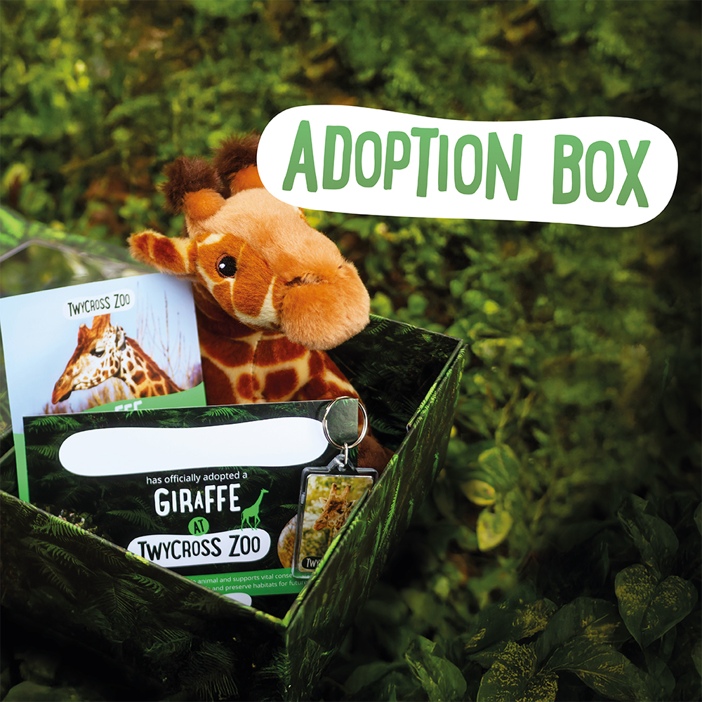 Adoption Box (Web Banner Mobile 1000X1000)