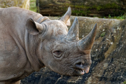 Twycross Zoo Eastern Black Rhino