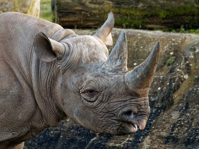 Twycross Zoo Eastern Black Rhino