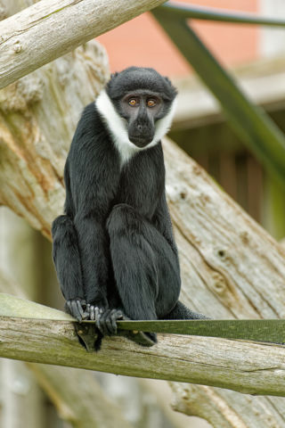 L'Hoest's Monkey - April 2023