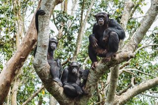Trio of chimps in Mefou Park - Ape Action Africa