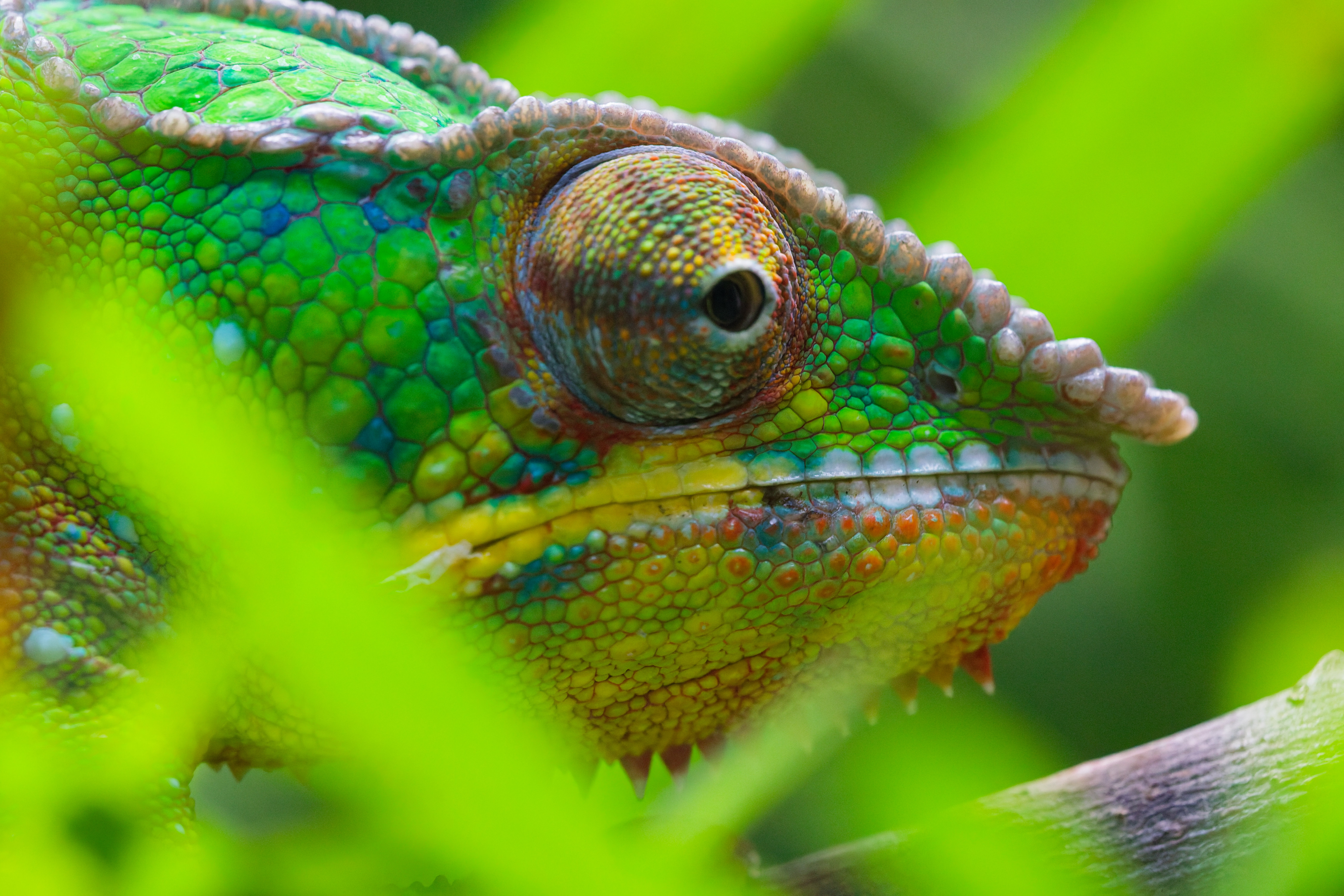 Panther Chameleon 4