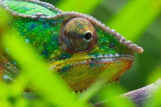 Panther Chameleon 4