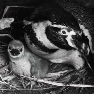 Nest Cam 1 1024X1024