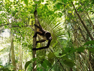 Spider monkey hanging in tree - Wildtracks release in Belize 2022