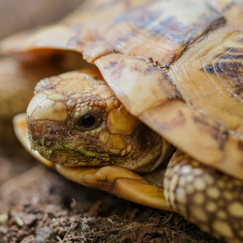Pancake tortoise