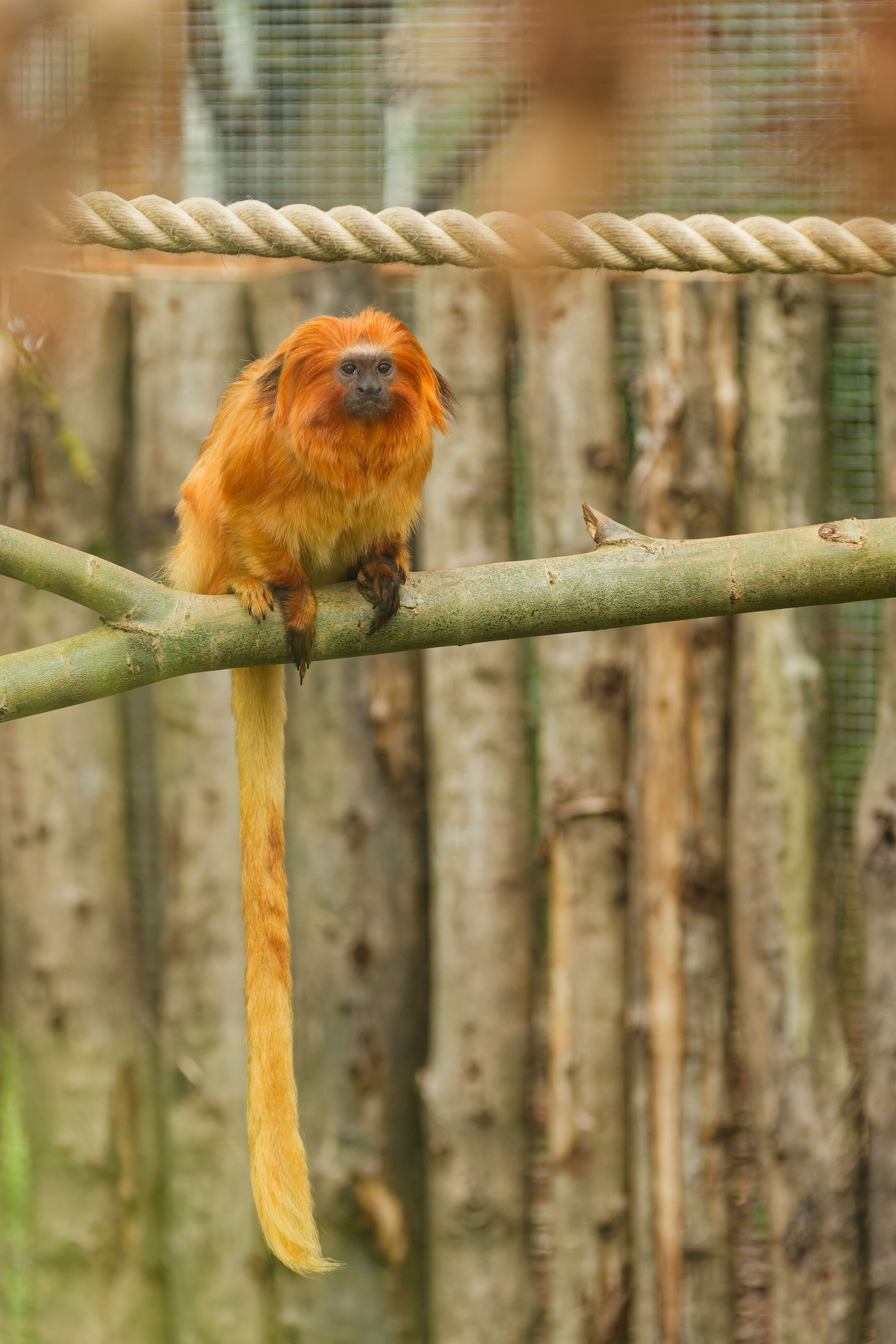 Golden Lion Tamarin 3