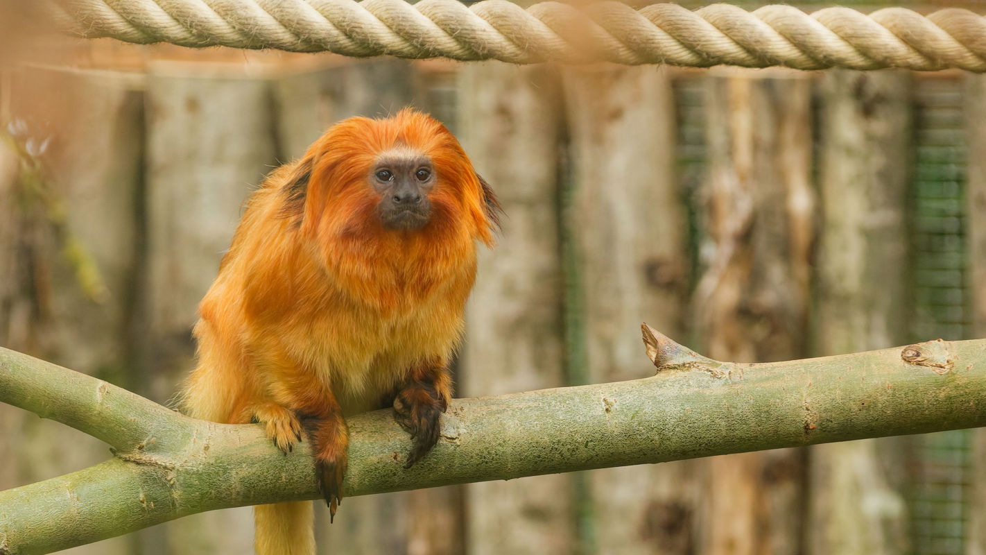 Golden Lion Tamarin 3