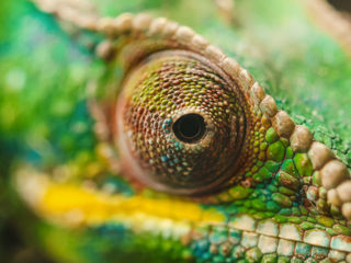 Panther Chameleon 3