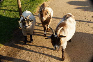 3 goats - November 2022