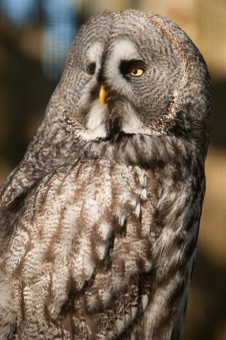 Great Grey Owl side profile