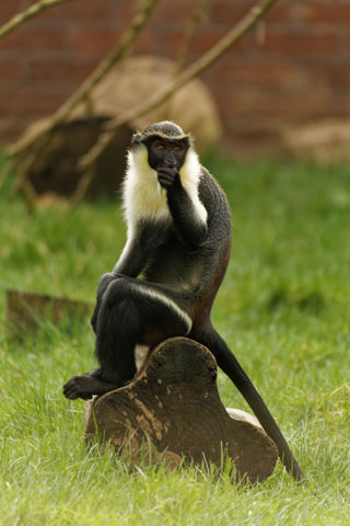 Diana monkey sitting - March 2022