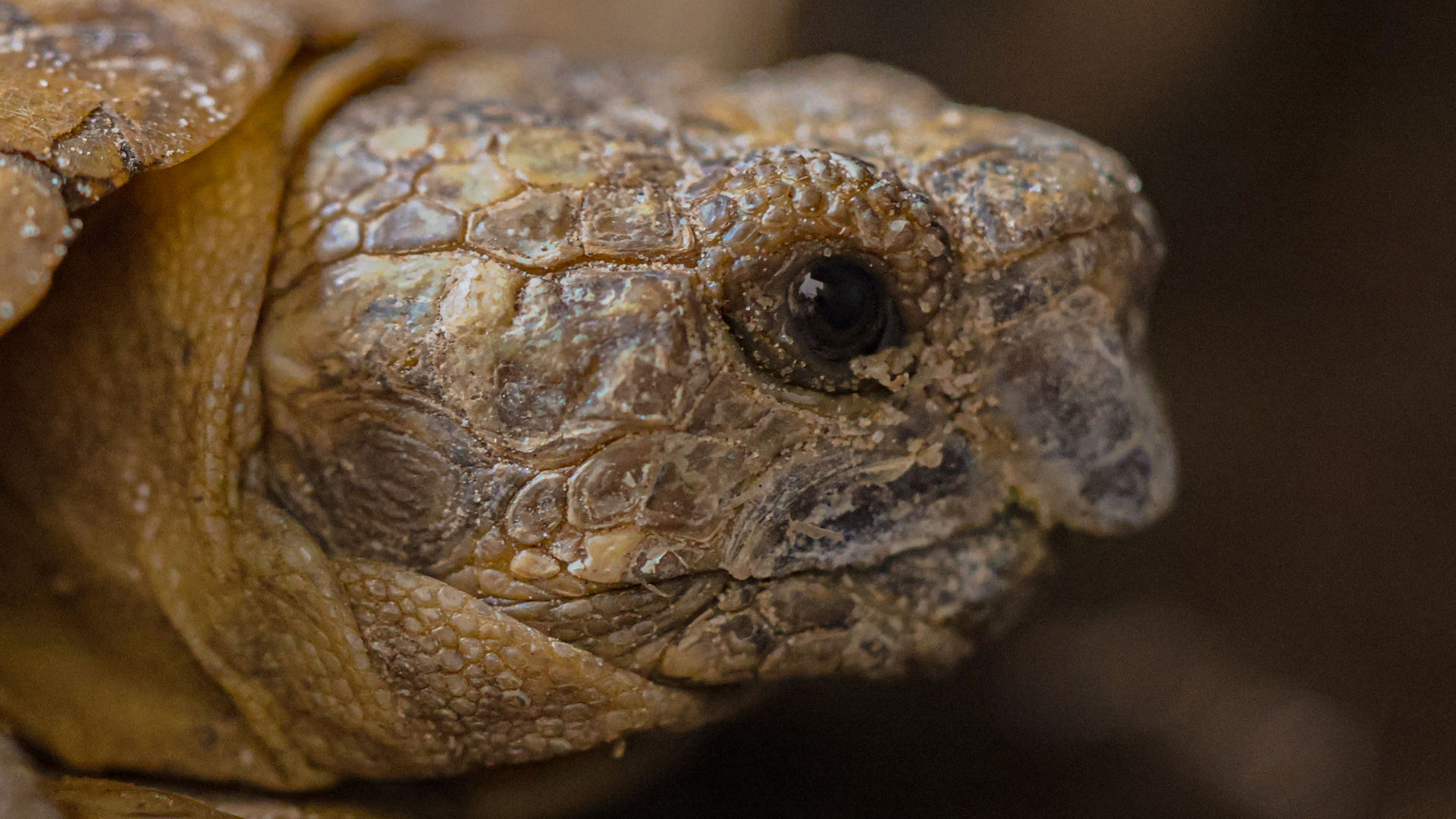 Pancake tortoise