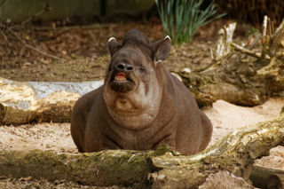 Tapir funny face - May 2021