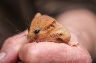 06.2026 Hazel Dormouse Reintorduction 12