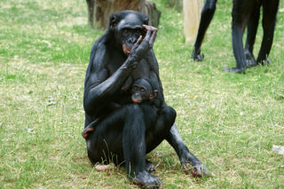 International Womans Day Chimp News
