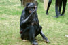 International Womans Day Chimp News