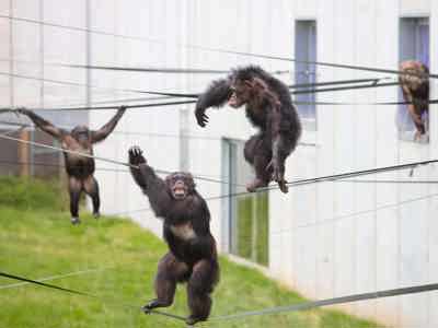 Chimp Eden Outside10