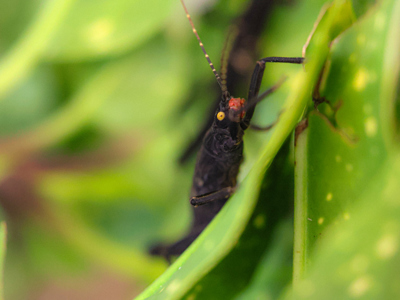 Golden Eyed Stick Insect