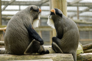 2 De Brazza's monkeys - August 2020