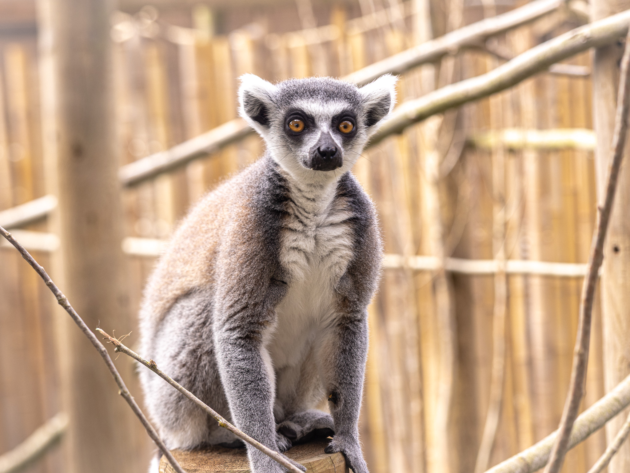 07.2026 Ring Tailed Lemur © Twycross Zoo3
