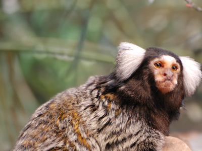 Common Marmoset