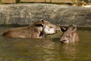 Twycross Zoo Tapir