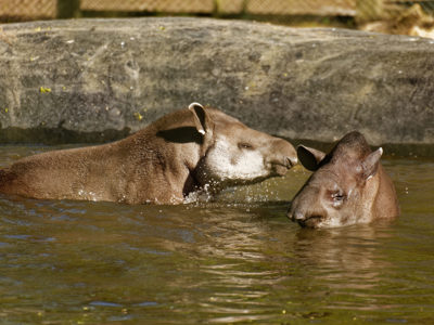 Twycross Zoo Tapir