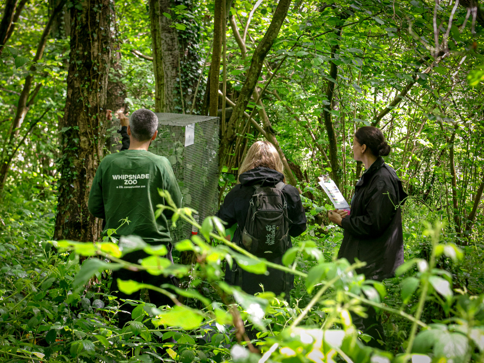 06.2026 Hazel Dormouse Reintorduction 6