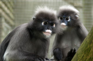 Dusky Langur 6 Kat Garland